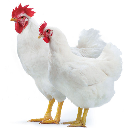 Animal Welfare Farming and Slaughter Standards: Shaping a Humane and Sustainable Food Future